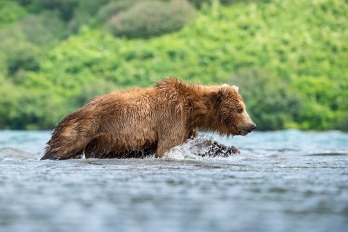 medvěd hnědý kamčatský (Ursus arctos...