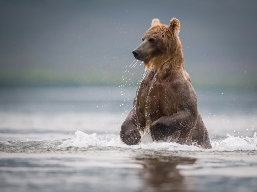 medvěd hnědý kamčatský (Ursus arctos...