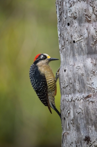 datel černolící (Melanerpes pucherani)...