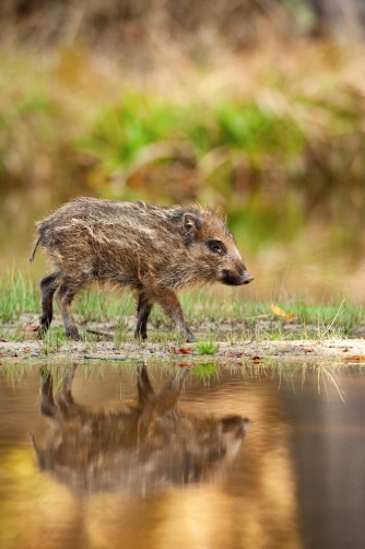 prase divoké (Sus scrofa) Wild boar