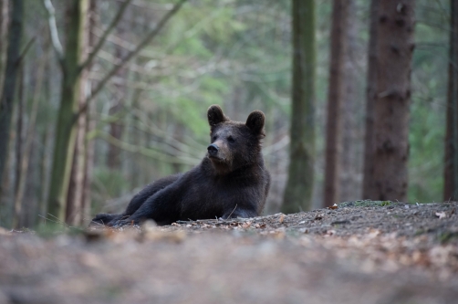 medvěd hnědý (Ursus arctos) Brown bear