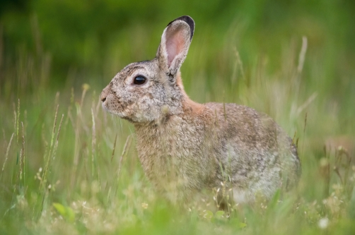 králík divoký (Oryctolagus cuniculus)...