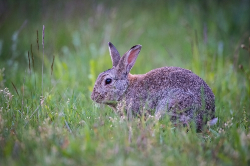 králík divoký (Oryctolagus cuniculus)...