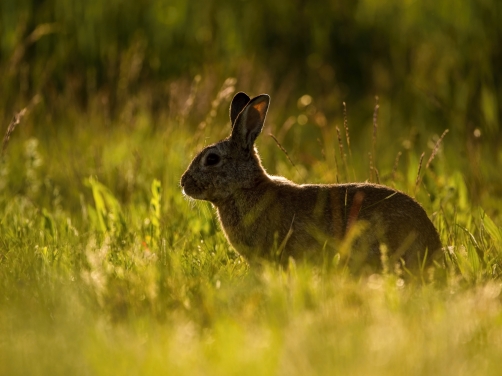 králík divoký (Oryctolagus cuniculus)...