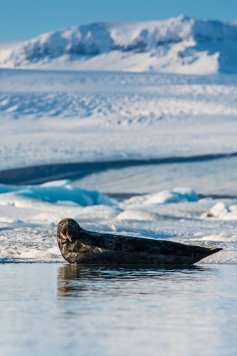tuleň obecný (Phoca vitulina) Harbor seal
