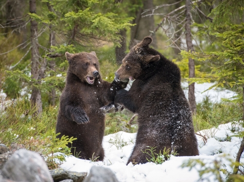 medvěd hnědý (Ursus arctos) Brown bear