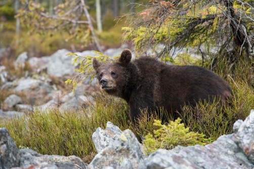 medvěd hnědý (Ursus arctos) Brown bear