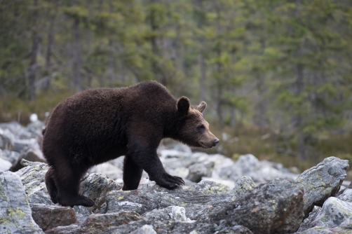 medvěd hnědý (Ursus arctos) Brown bear