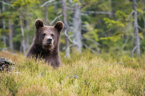 medvěd hnědý (Ursus arctos) Brown bear