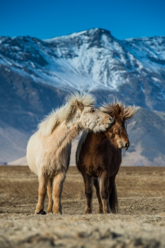 The horses (Iceland)