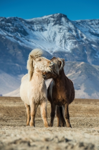 The horses (Iceland)