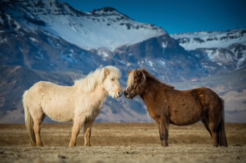 The horses (Iceland)