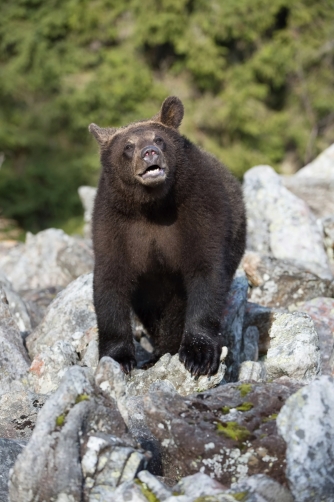 medvěd hnědý (Ursus arctos) Brown bear