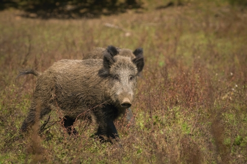 prase divoké (Sus scrofa) Wild boar