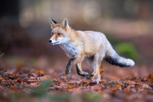 liška obecná (Vulpes vulpes) Red fox