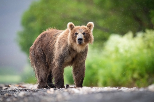 medvěd hnědý kamčatský (Ursus arctos...