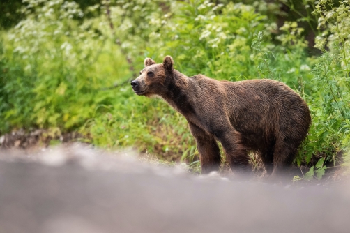 medvěd hnědý kamčatský (Ursus arctos...