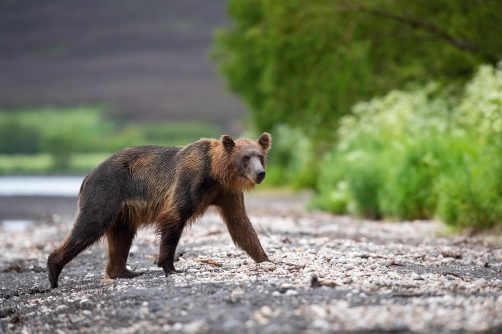 medvěd hnědý kamčatský (Ursus arctos...