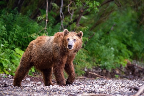 medvěd hnědý kamčatský (Ursus arctos...