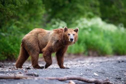 medvěd hnědý kamčatský (Ursus arctos...