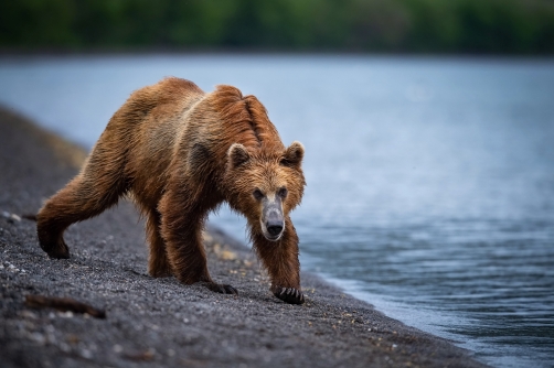 medvěd hnědý kamčatský (Ursus arctos...