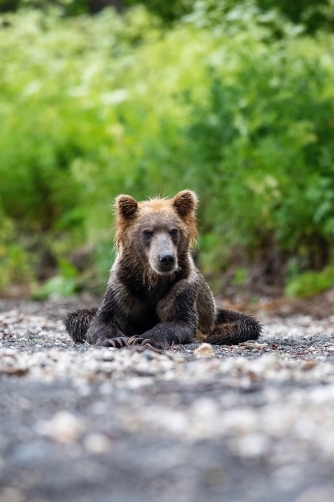 medvěd hnědý kamčatský (Ursus arctos...