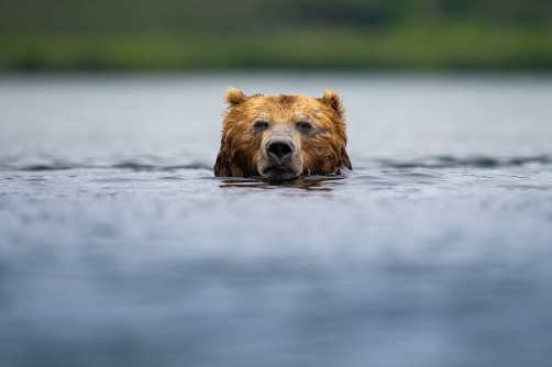 medvěd hnědý kamčatský (Ursus arctos...