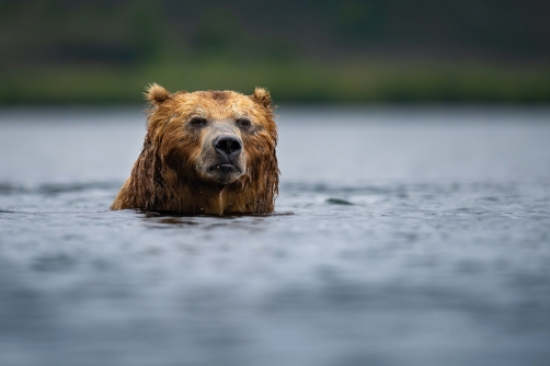 medvěd hnědý kamčatský (Ursus arctos...