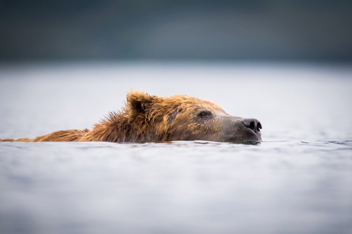 medvěd hnědý kamčatský (Ursus arctos...