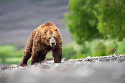 medvěd hnědý kamčatský (Ursus arctos...