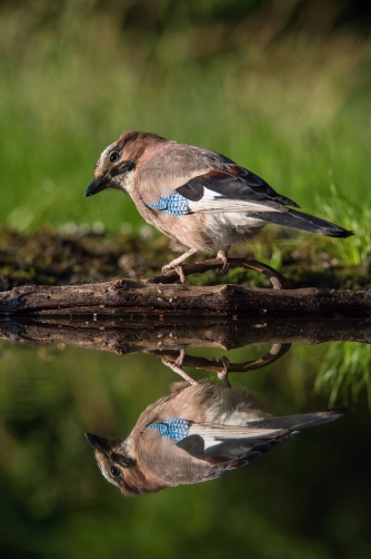 sojka obecná (Garrulus glandarius) Eurasian...