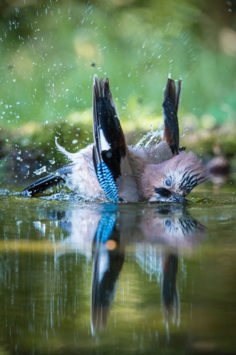 sojka obecná (Garrulus glandarius) Eurasian...