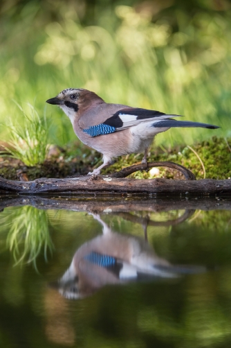 sojka obecná (Garrulus glandarius) Eurasian...