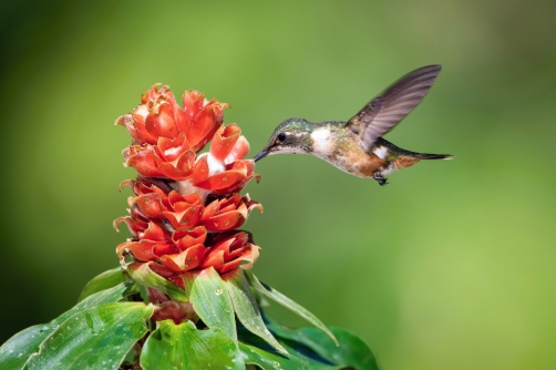 kolibřík běloskvrnný (Calliphlox...