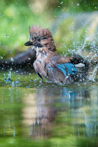 sojka obecná (Garrulus glandarius) Eurasian...