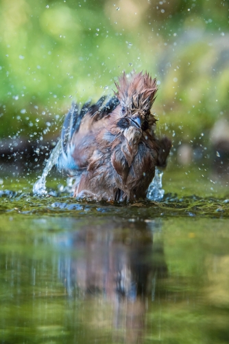 sojka obecná (Garrulus glandarius) Eurasian...