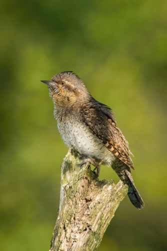 krutihlav obecný (Jynx torquilla) Eurasian...