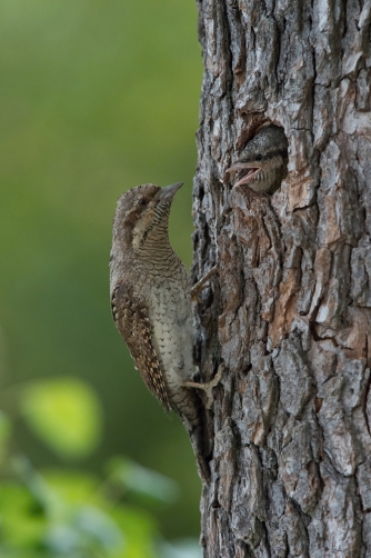 krutihlav obecný (Jynx torquilla) Eurasian...