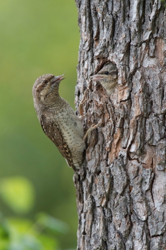 krutihlav obecný (Jynx torquilla) Eurasian...