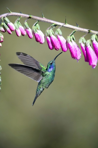 kolibřík zelený (Colibri thalassinus)...