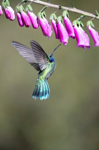 kolibřík zelený (Colibri thalassinus)...