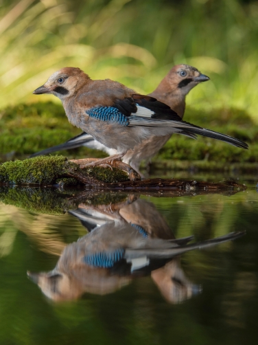 sojka obecná (Garrulus glandarius) Eurasian...