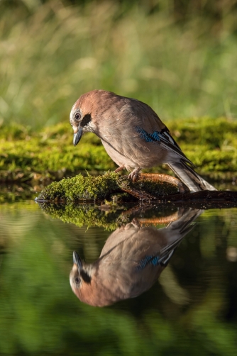 sojka obecná (Garrulus glandarius) Eurasian...