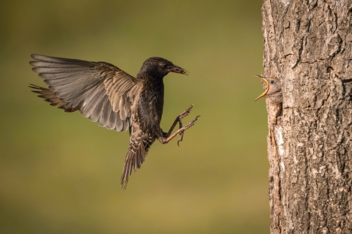 špaček obecný (Sturnus vulgaris) Common...