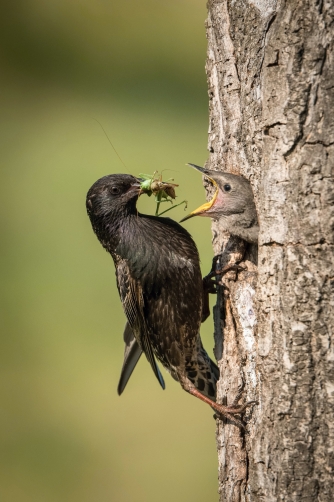 špaček obecný (Sturnus vulgaris) Common...