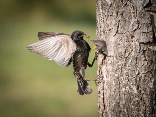 špaček obecný (Sturnus vulgaris) Common...