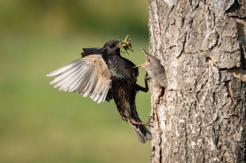 špaček obecný (Sturnus vulgaris) Common...