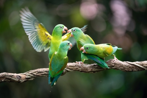 papoušek tovi (Brotogeris jugularis)...