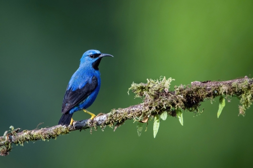 květomil azurový (Cyanerpes lucidus)...