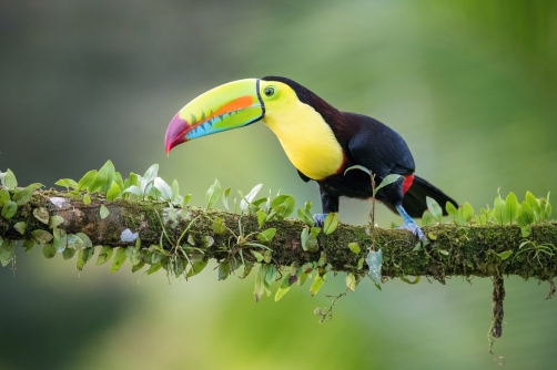 tukan žlutoprsý (Ramphastos sulfuratus)...